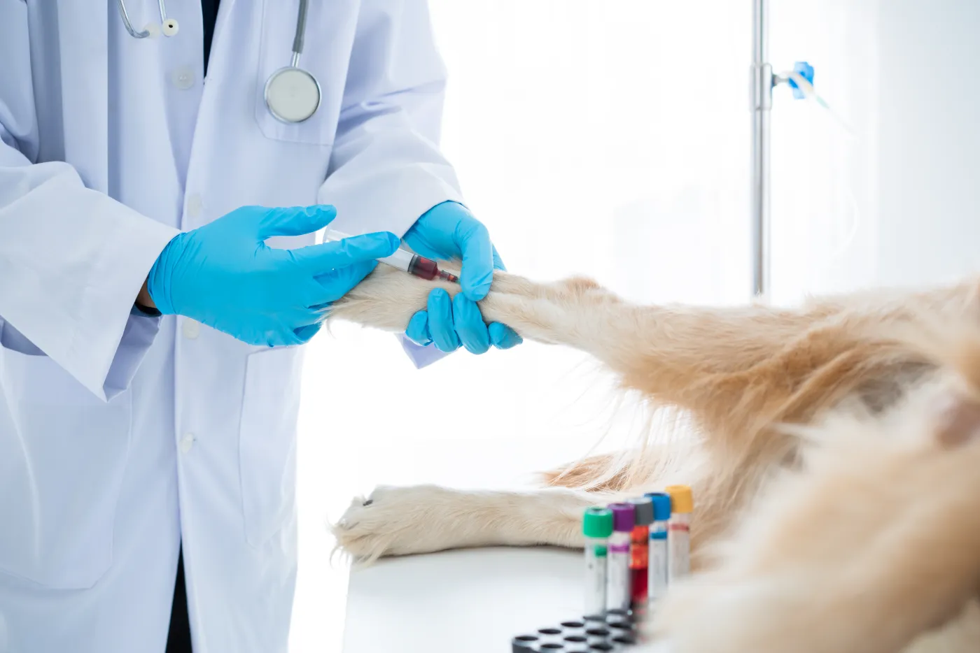 Profissional com luvas coletando amostra de um cão para exame